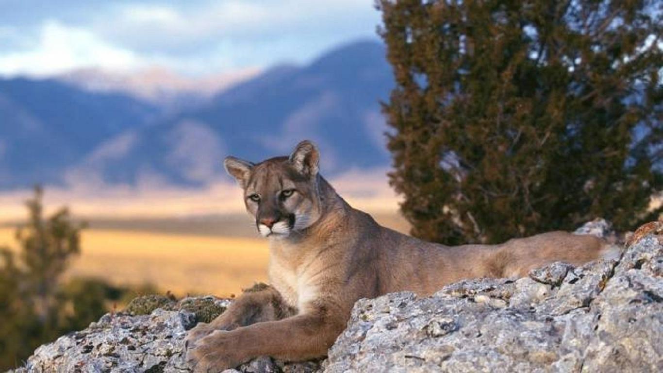 is a puma a big cat