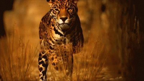 Image - 137268-Jaguar-Slow-Motion-Animated-Gif.gif | Animal Jam Clans