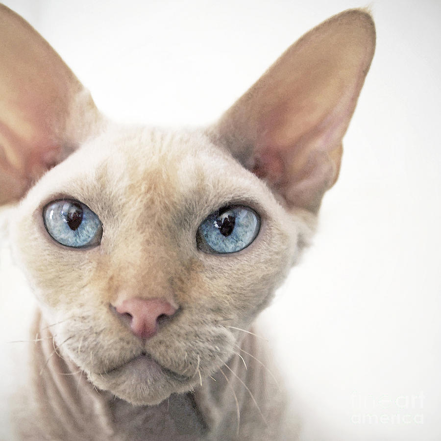 Image Blue  Eyes Devon  Rex  Cat jpg Animal Jam Clans 