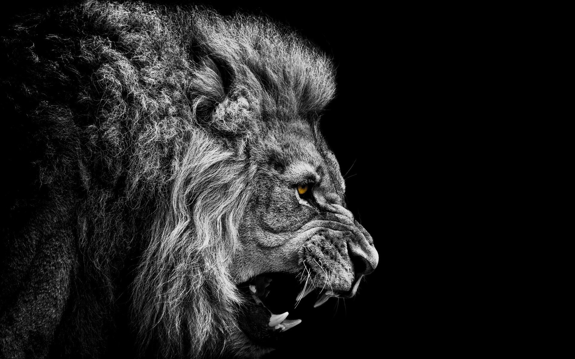 Image result for Lion roaring in the dark