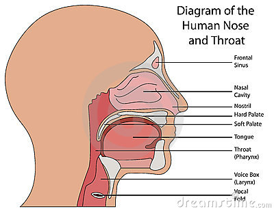 Image Diagram Human Nose Throat 23017435jpg Animal Jam Clans