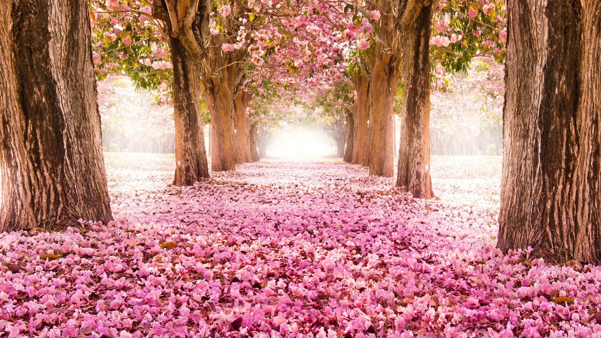 Image - Flower-path-pink-forest-beautiful-flowers-indus-carpet-scenery