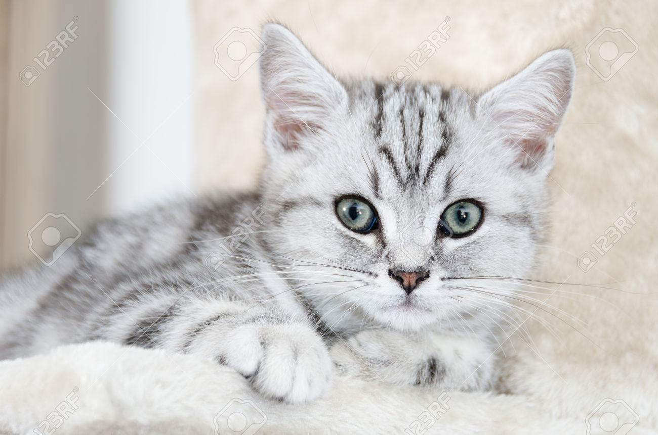 image 27861438 british shorthair silver tabby cat looking stock