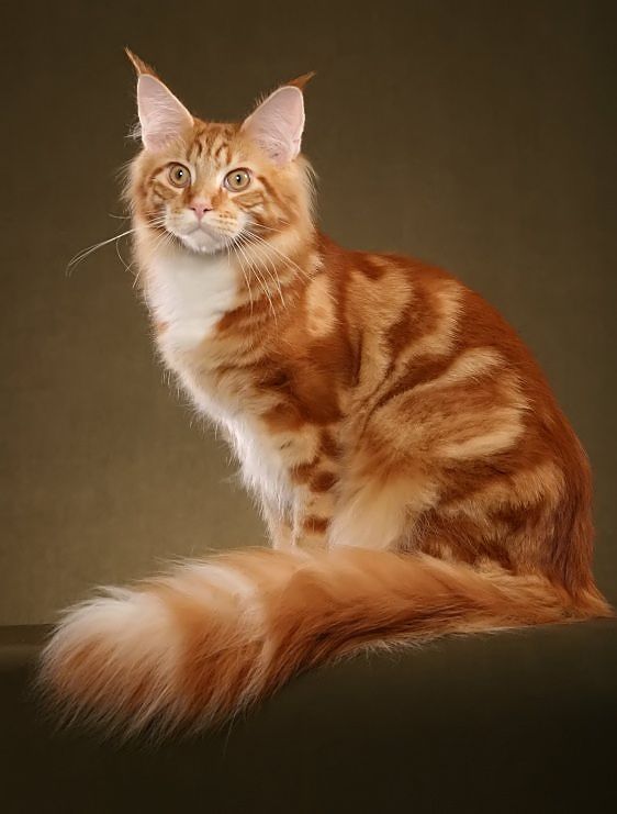 red ticked tabby maine coon red ticked tabby maine coon