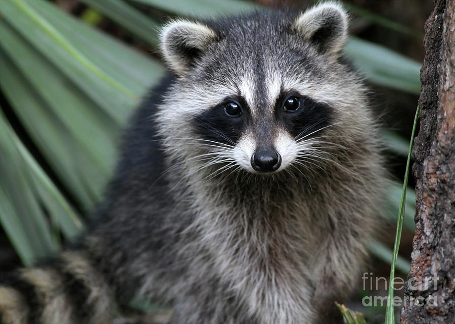 image curious racoon sabrina ryan jpg animal jam clans wiki