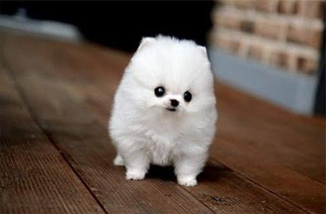 image-medium-terms-cute-small-fluffy-dog-breeds-cute-white-fluffy