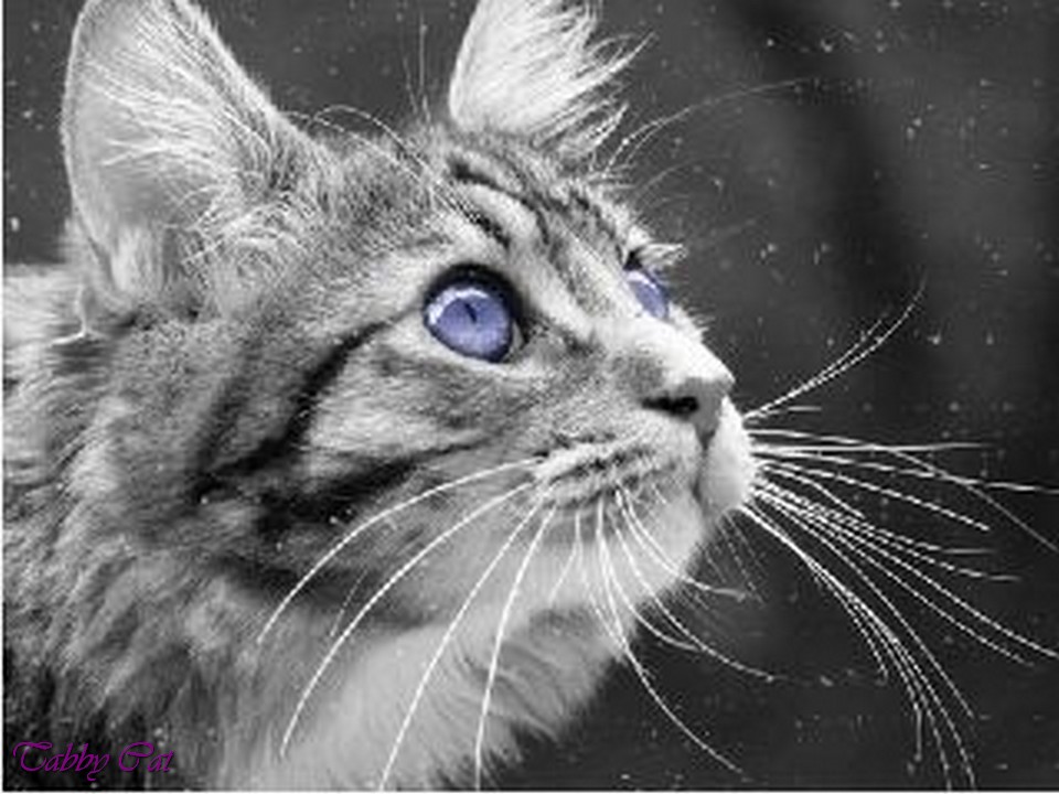 Image - Silver-tabby-she-cat-with-blue-eyes-brown-tabby ...