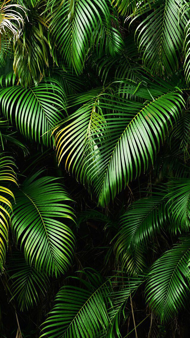 5d69d3fb5dc2b0f7ce1566a2b61034e8 Ipod Wallpaper Backgrounds 5d69d3fb5dc2b0f7ce1566a2b61034e8 Ipod Wallpaper Backgrounds
