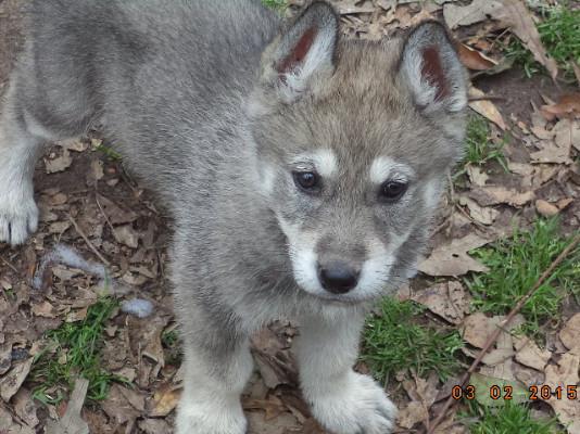 94 wolves for sale