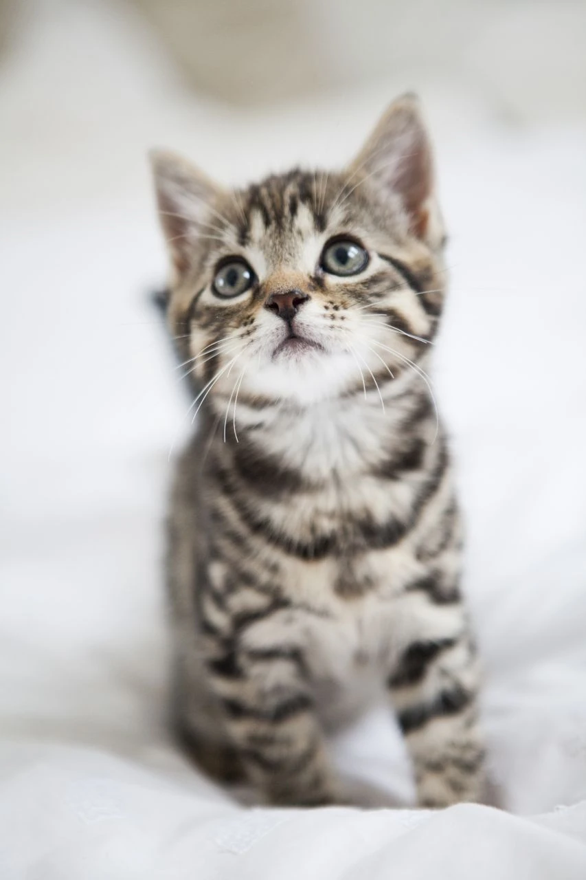 Image - Gorgeous-bengal-tabby-kittens-8-weeks-old ...