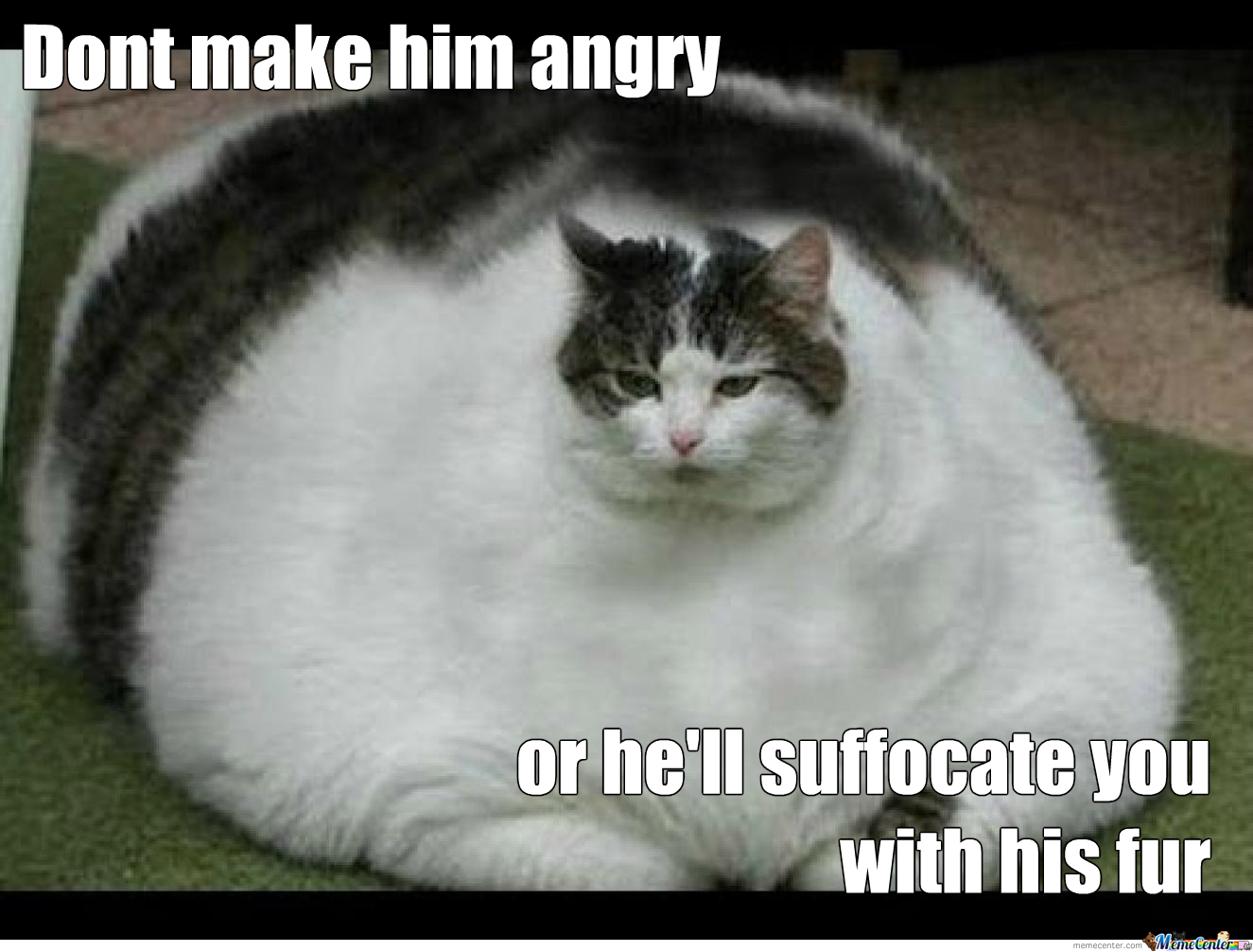 Image Munchkin Cat Meme 1jpg Animal Jam Clans Wiki FANDOM