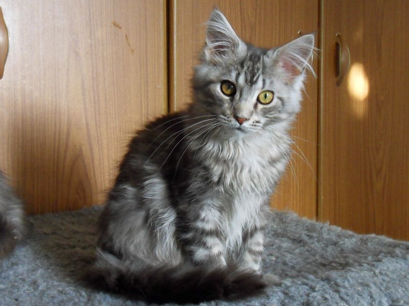 silver tabby cat maine coon