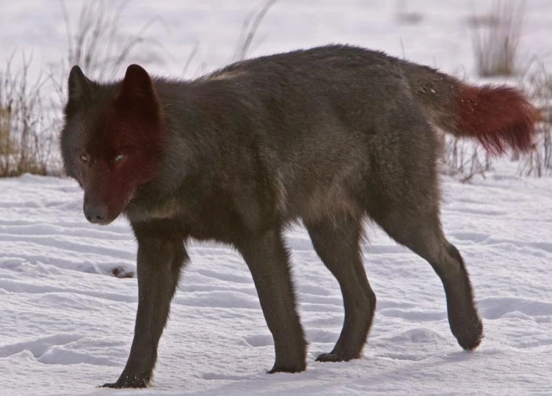 tn white wolf grey bright crimson