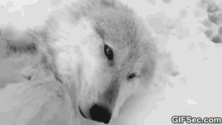 image funny wolf gif gif animal jam clans wiki fandom powered