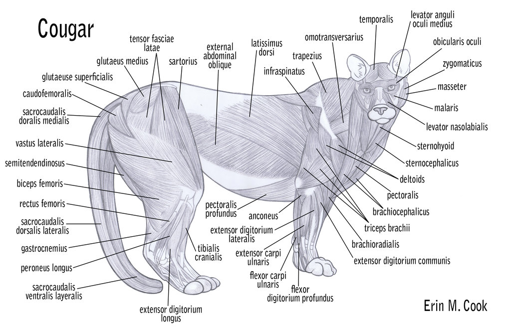 Image - Panther anatomy.jpg | Animal Jam Clans Wiki | FANDOM powered by