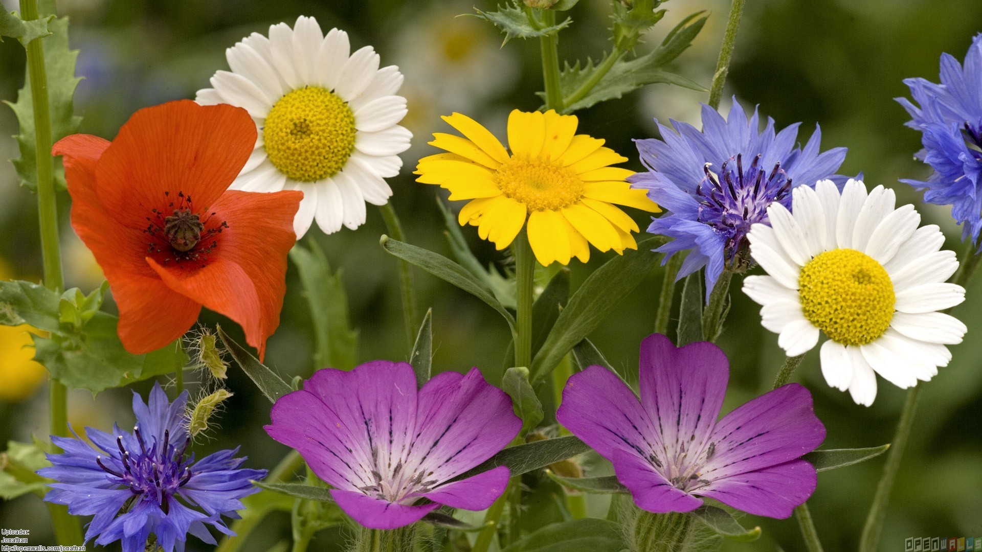 image summer flowers 1 1920x1080 jpg animal jam clans wiki