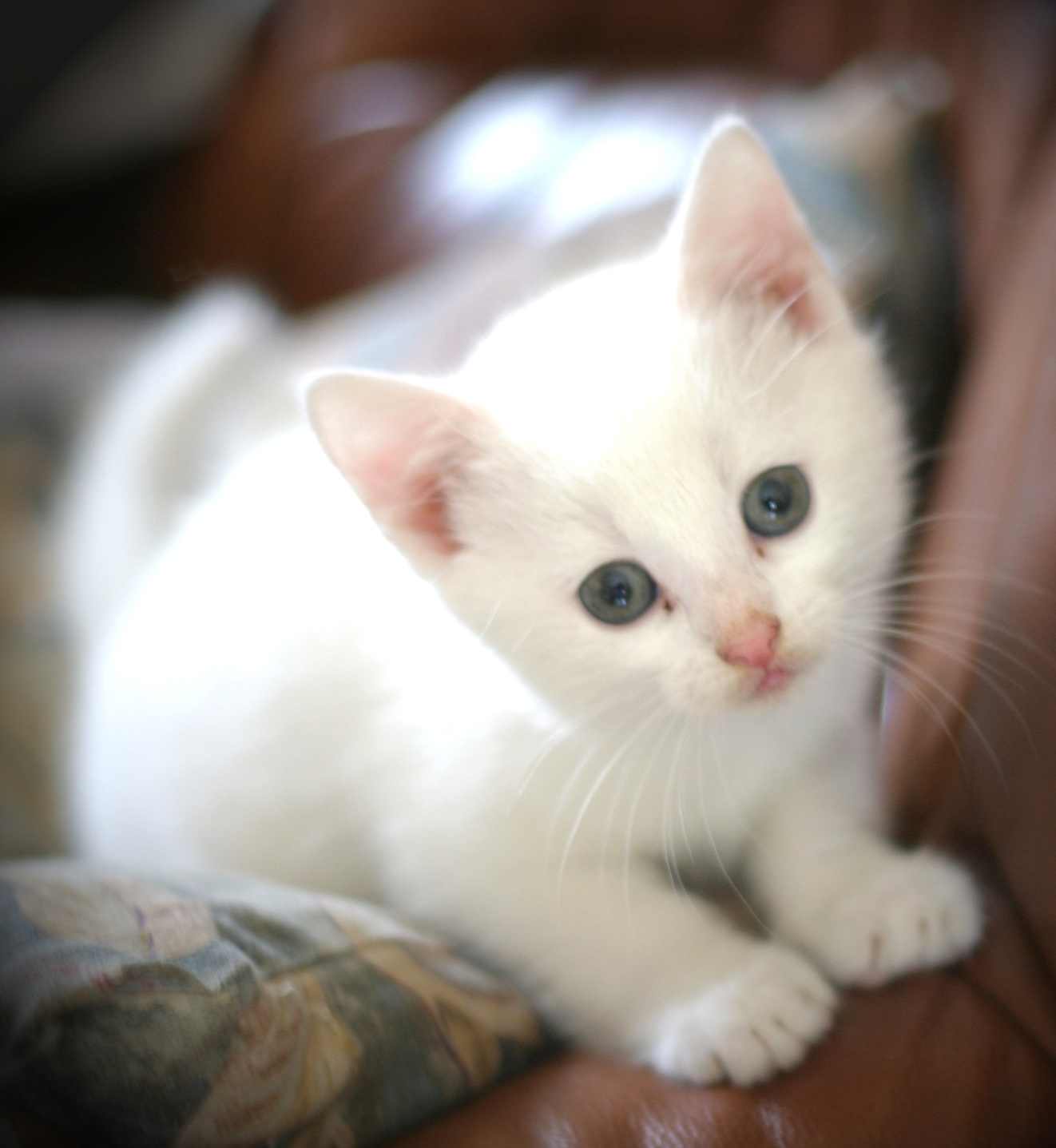 Image - White cat 2561329 by stockproject1-d33yuhz.jpg | Animal Jam