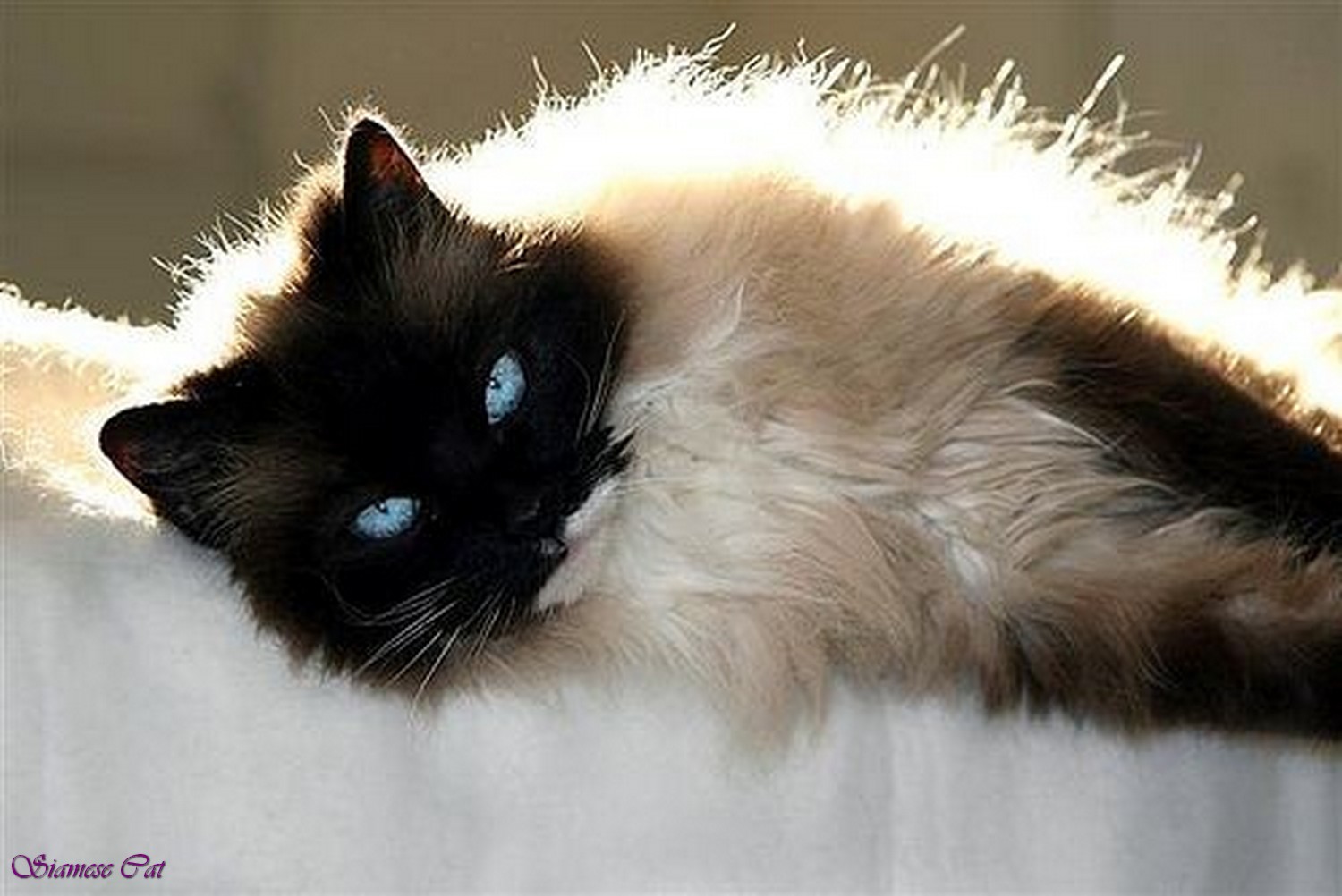 Image - Fluffy-siamese-cat-mixed-black-half-siamese-cat ...