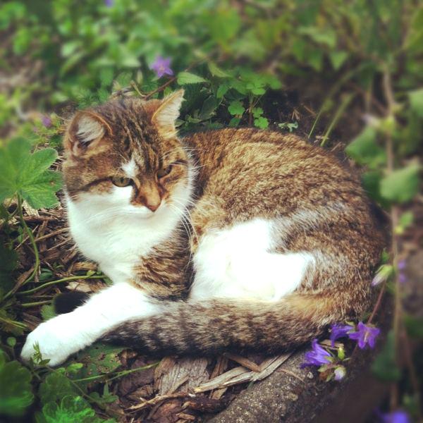 Image - Light-brown-tabby-warriors-white-she-cat-with ...