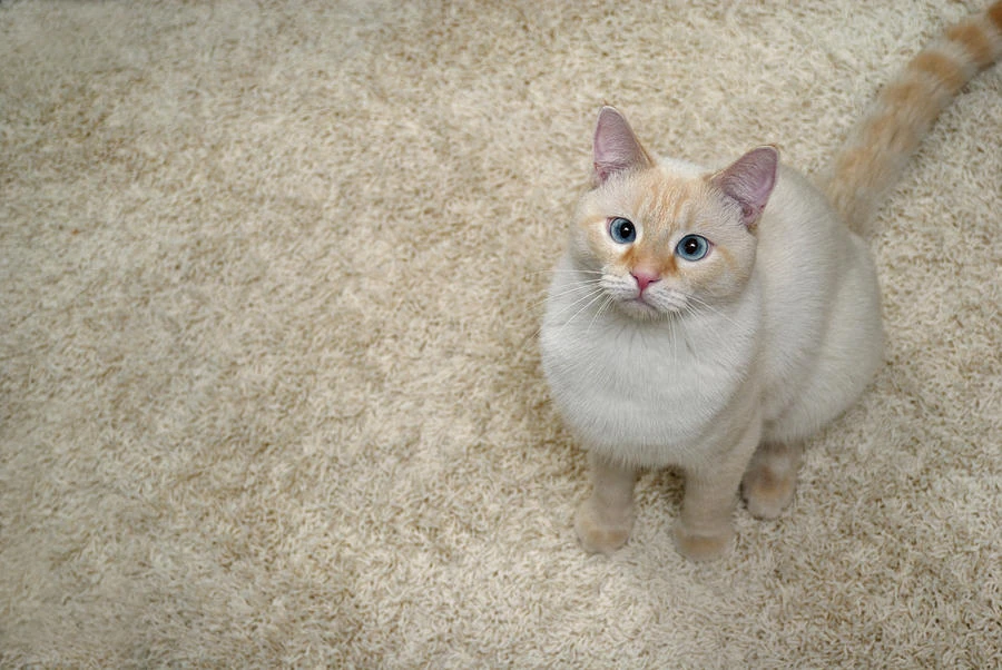 Image Flamepointsiamesecatamystrycula.jpg Animal Jam Clans Wiki FANDOM powered by Wikia