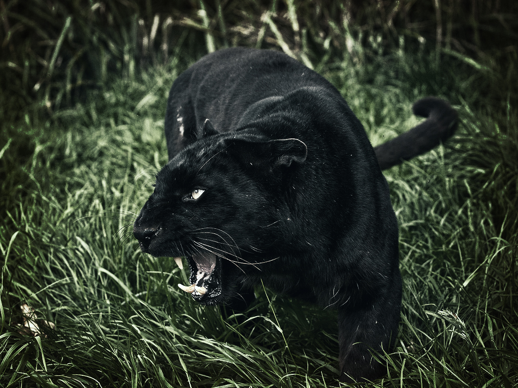 Image 593285 Angry Black Leopardjpg Animal Jam Clans Wiki