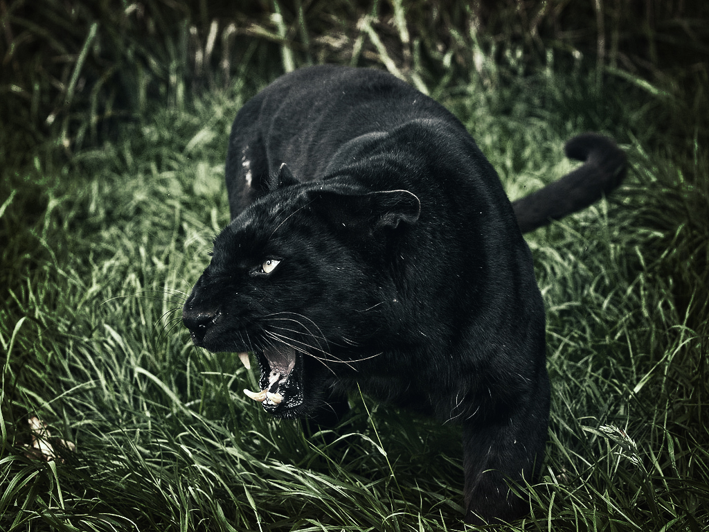 Angry Black Panther Wallpaper | Gasebo Wallpaper