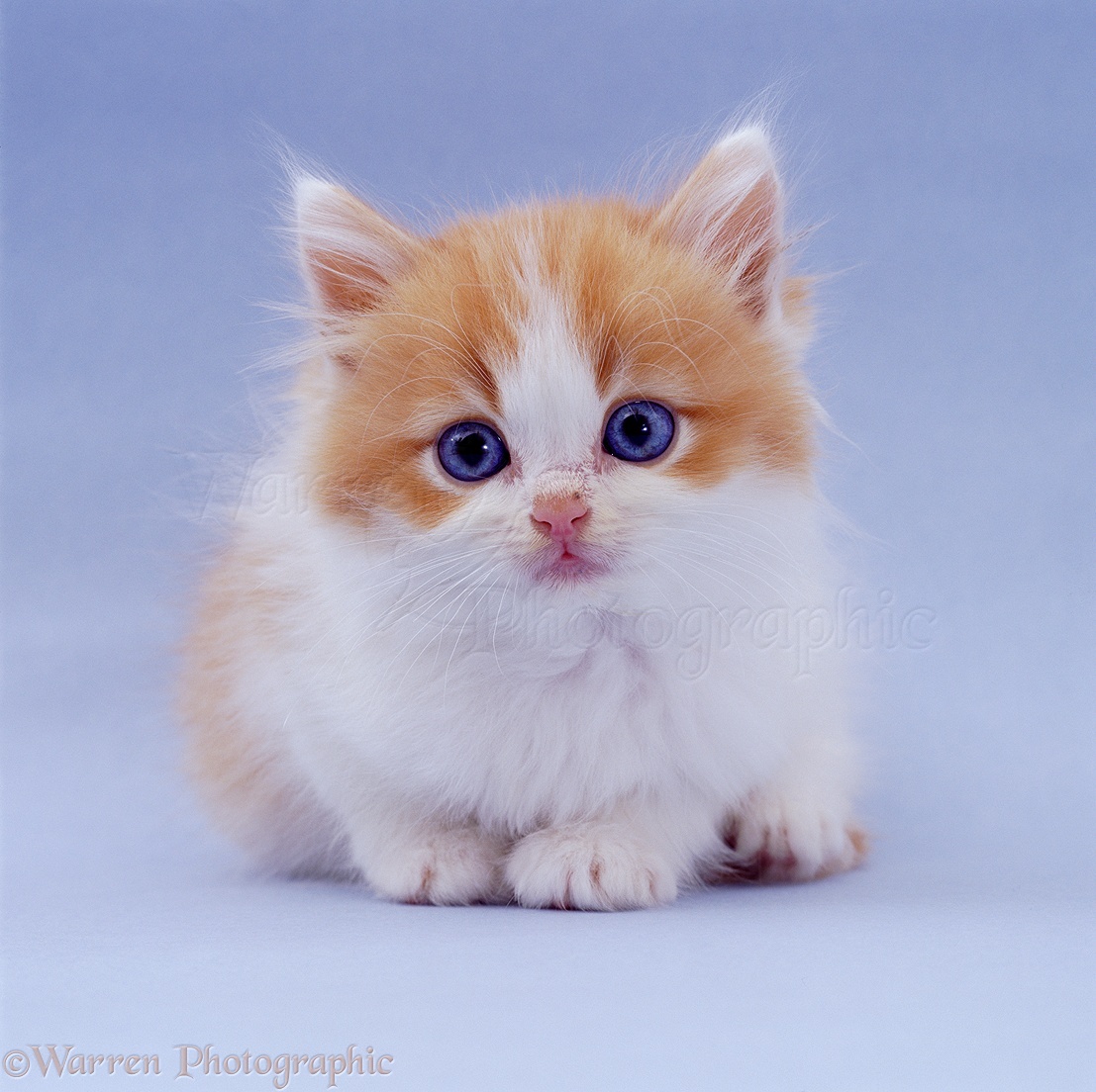 02399-Blue-eyed-ginger-and-white-kitten-on-blue-background.jpg
