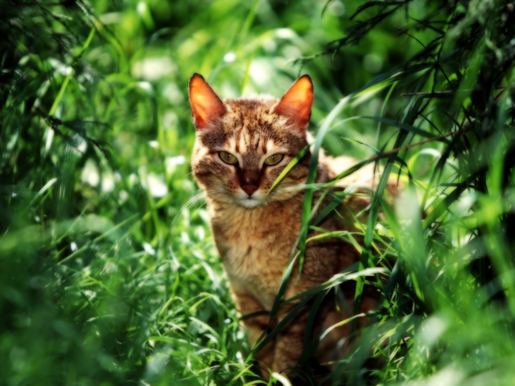 Warrior Cat Names That Start With Z Warrior Cat Names That Start With Z