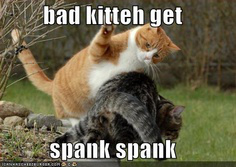 Image result for Bad Kitty meme"