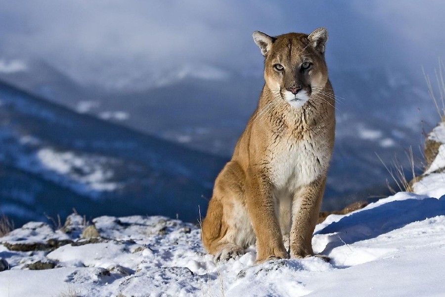 photo du puma photo du puma