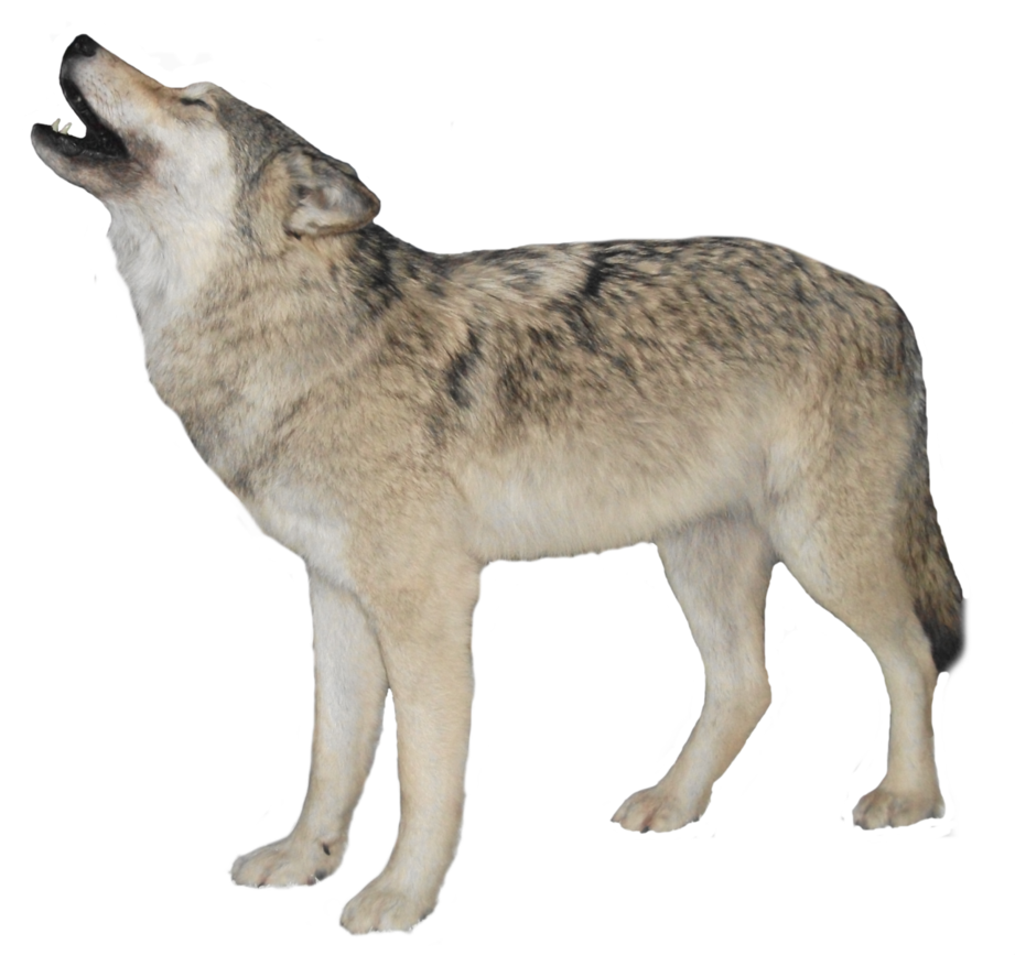 Image - White-Wolf-Transparent-Background-PNG.png | Animal Jam Clans