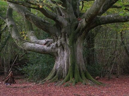 91a3b3e2b59ee3fda3e9r4e96908e313f6--beech-tree-fig-tree