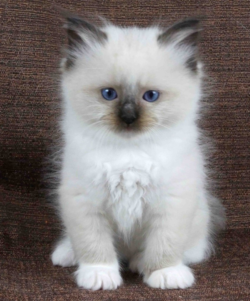 white rag doll kitten