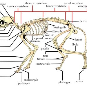 Advanced Vocabulary Clairvoyant Animal Groups Roleplay Wiki