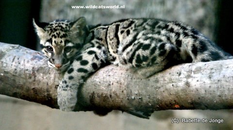 image clouded leopard cub jpg animal jam clans wiki fandom