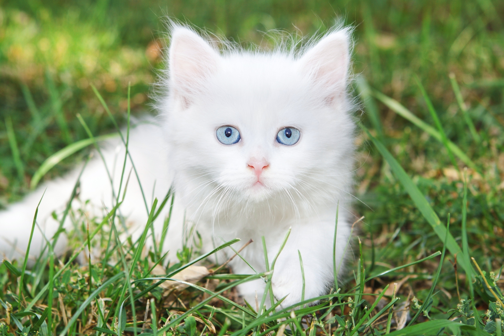 image cute white cat image jpg animal jam clans wiki fandom