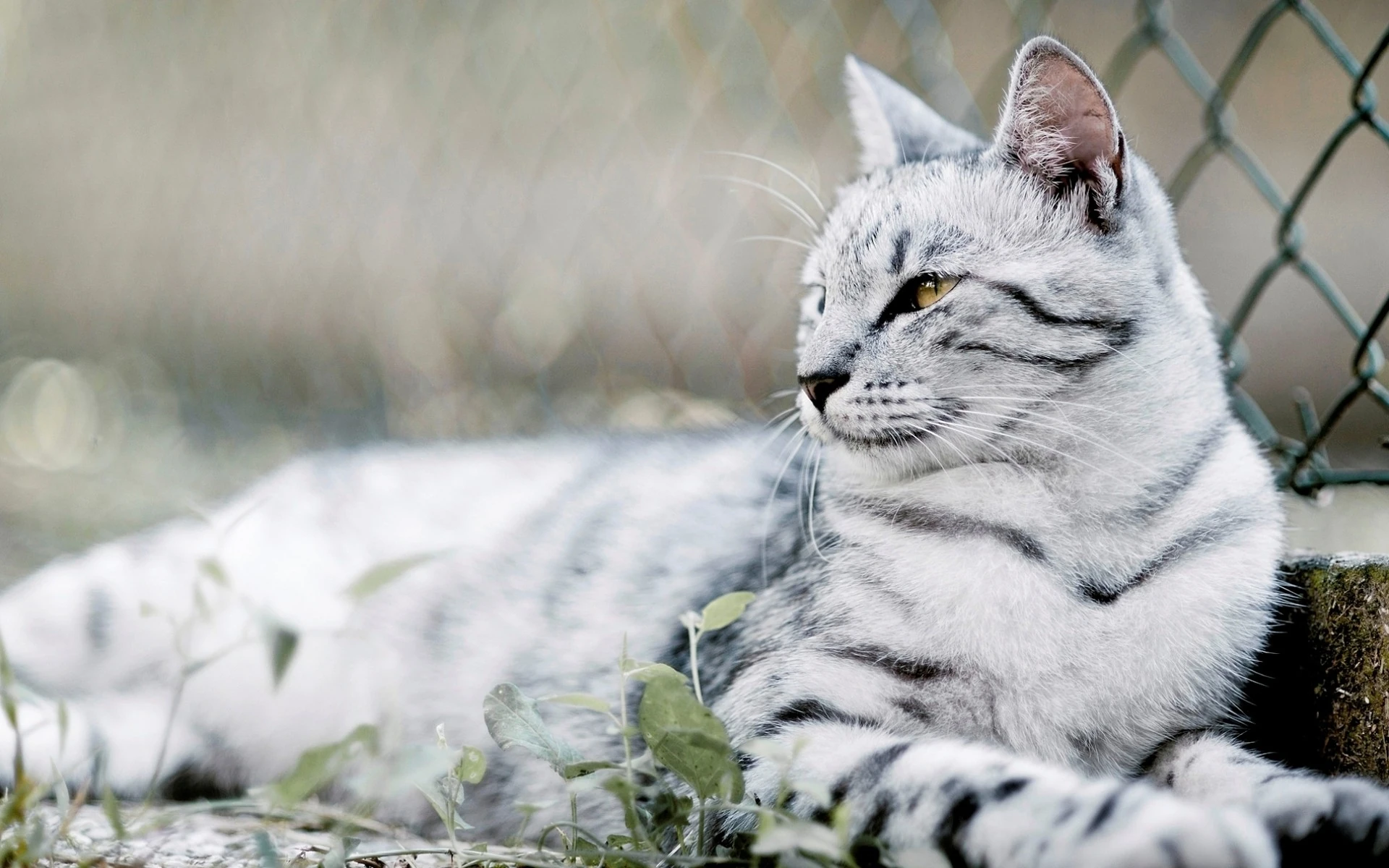 cats with black stripes