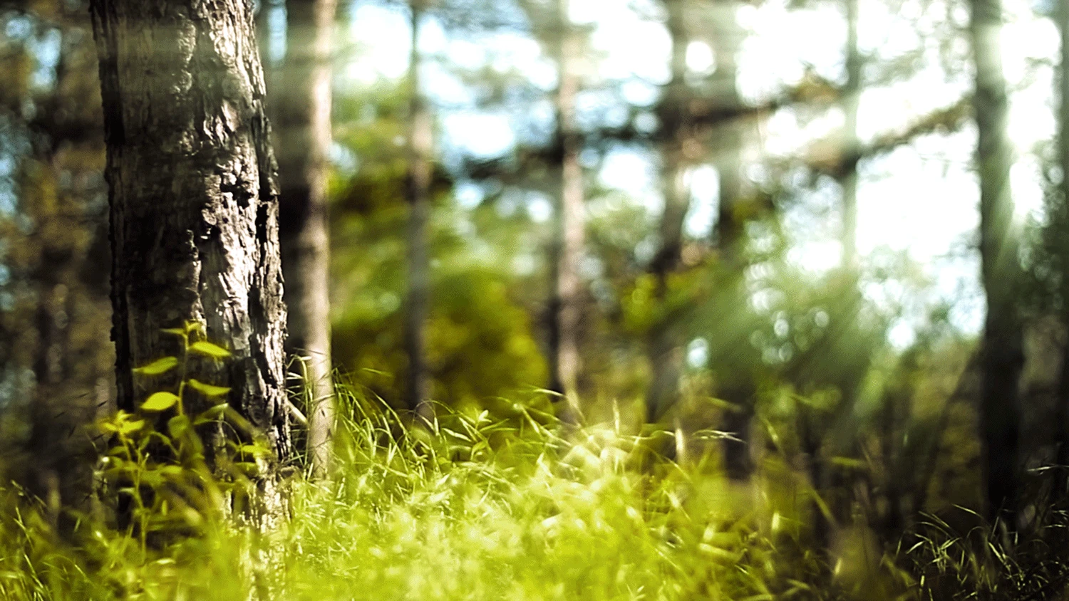 Image Forest0.gif Animal Jam Clans Wiki FANDOM powered by Wikia