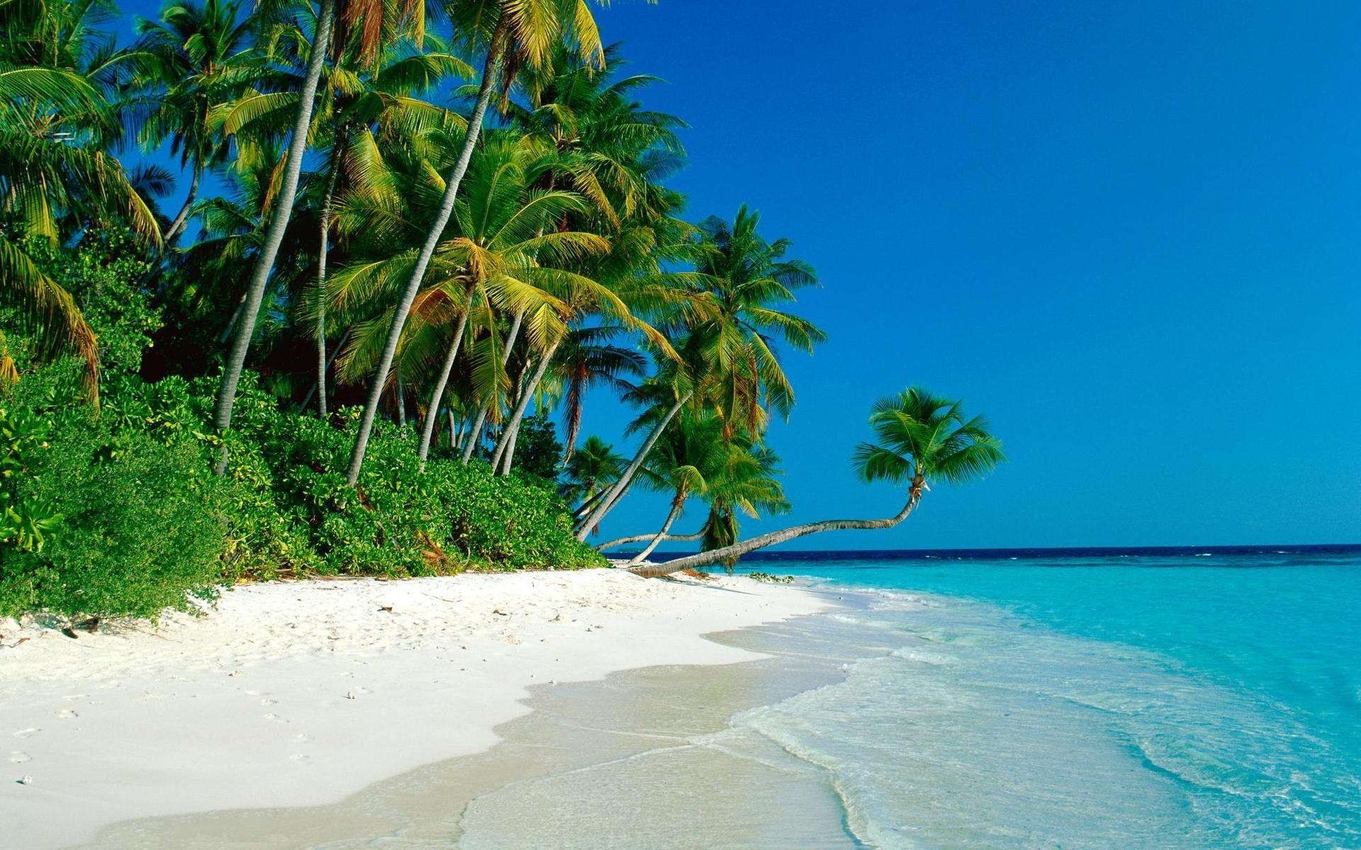 Image Tropical Island Beach Wallpaper 1 Jpg Animal Jam Clans Tropical Island Beach Wallpaper 1 Jpg
