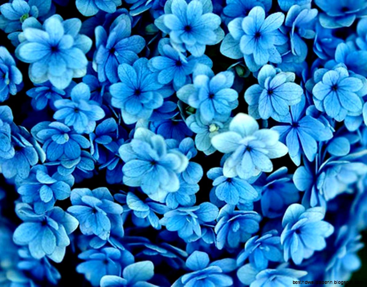 Image - Dark-blue-flowers-tumblr-wallpaper-hd-photos-dark-blue-flo.jpg