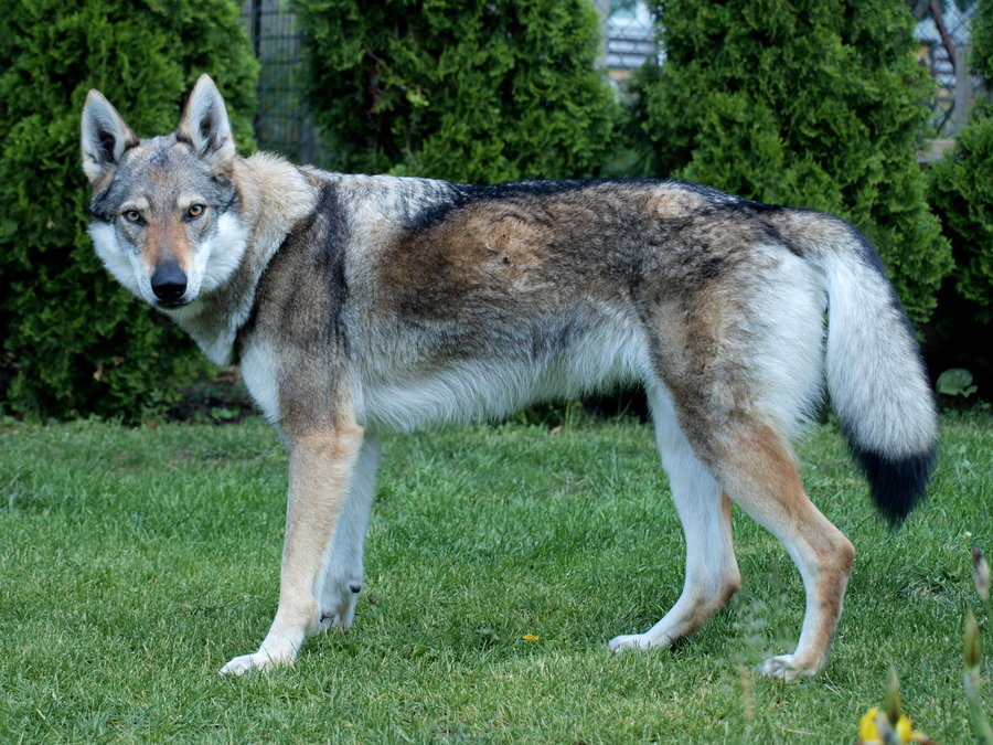 Image - Czechoslovakian-wolfdog-07.jpg | Animal Jam Clans Wiki | FANDOM ...