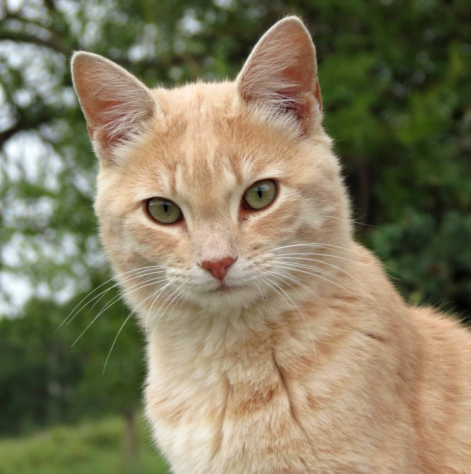 light orange tabby cat