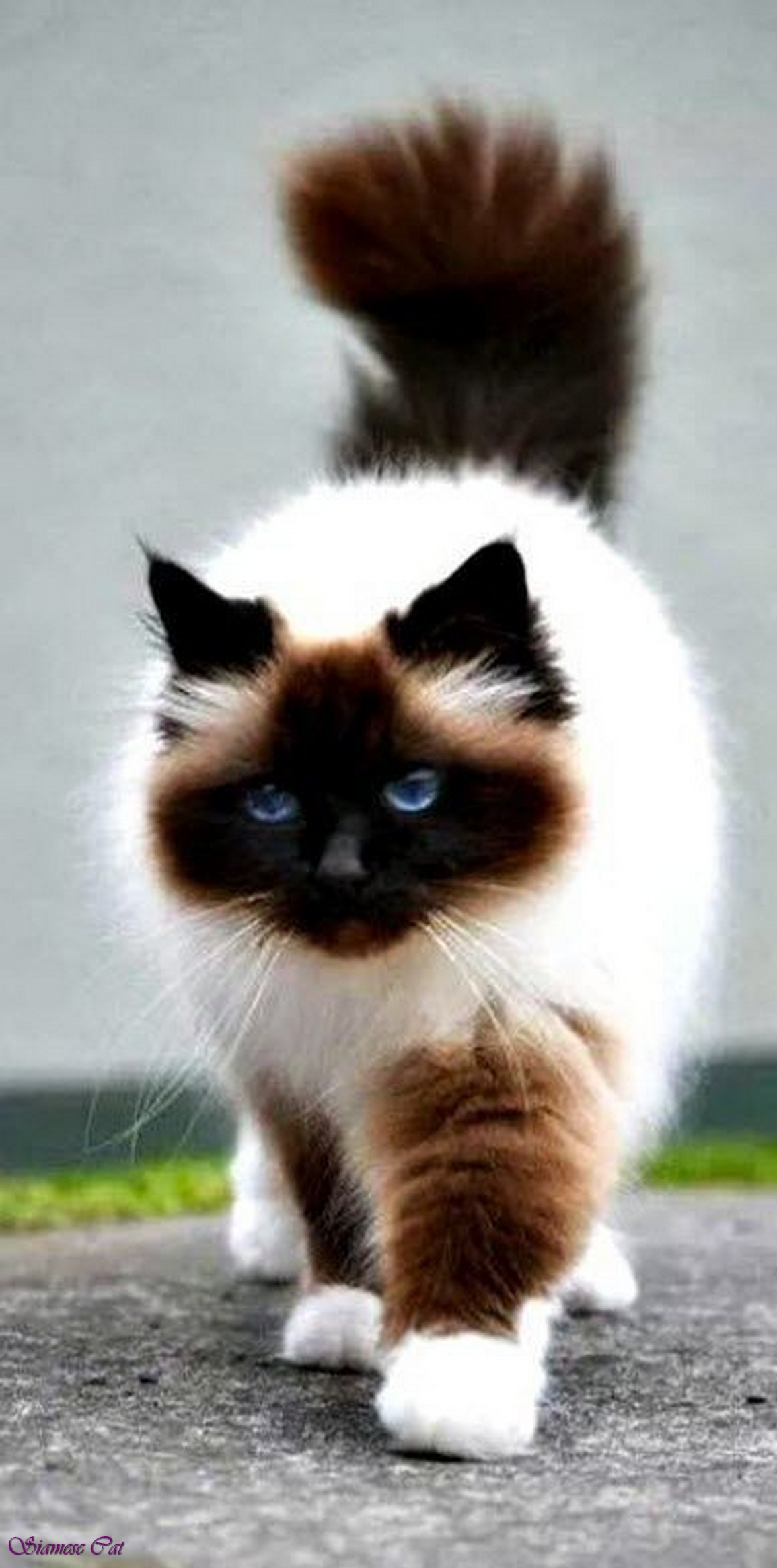 Fluffy Siamese Cat Black Siamese Cat With Blue Eyes Siamese Mix Cats Grey Himalayan Siamese Cat Mix Lilac Point Siamese Cats Jpg Fluffy Siamese Cat Black Siamese Cat With Blue Eyes Siamese Mix Cats Grey Himalayan Siamese Cat Mix Lilac Point Siamese Cats Jpg