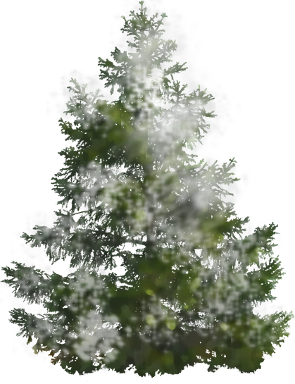 Image - Pine tree 600 sponge snow.png | Animal Jam Clans Wiki | FANDOM