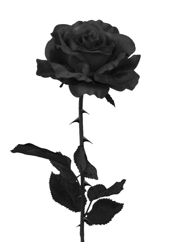 Image result for black rose png