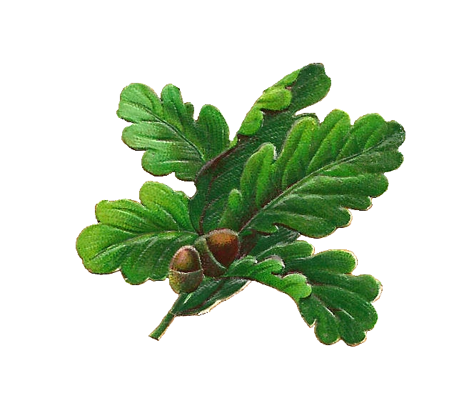 Image - Oak leaf.png | Animal Jam Clans Wiki | FANDOM powered by Wikia