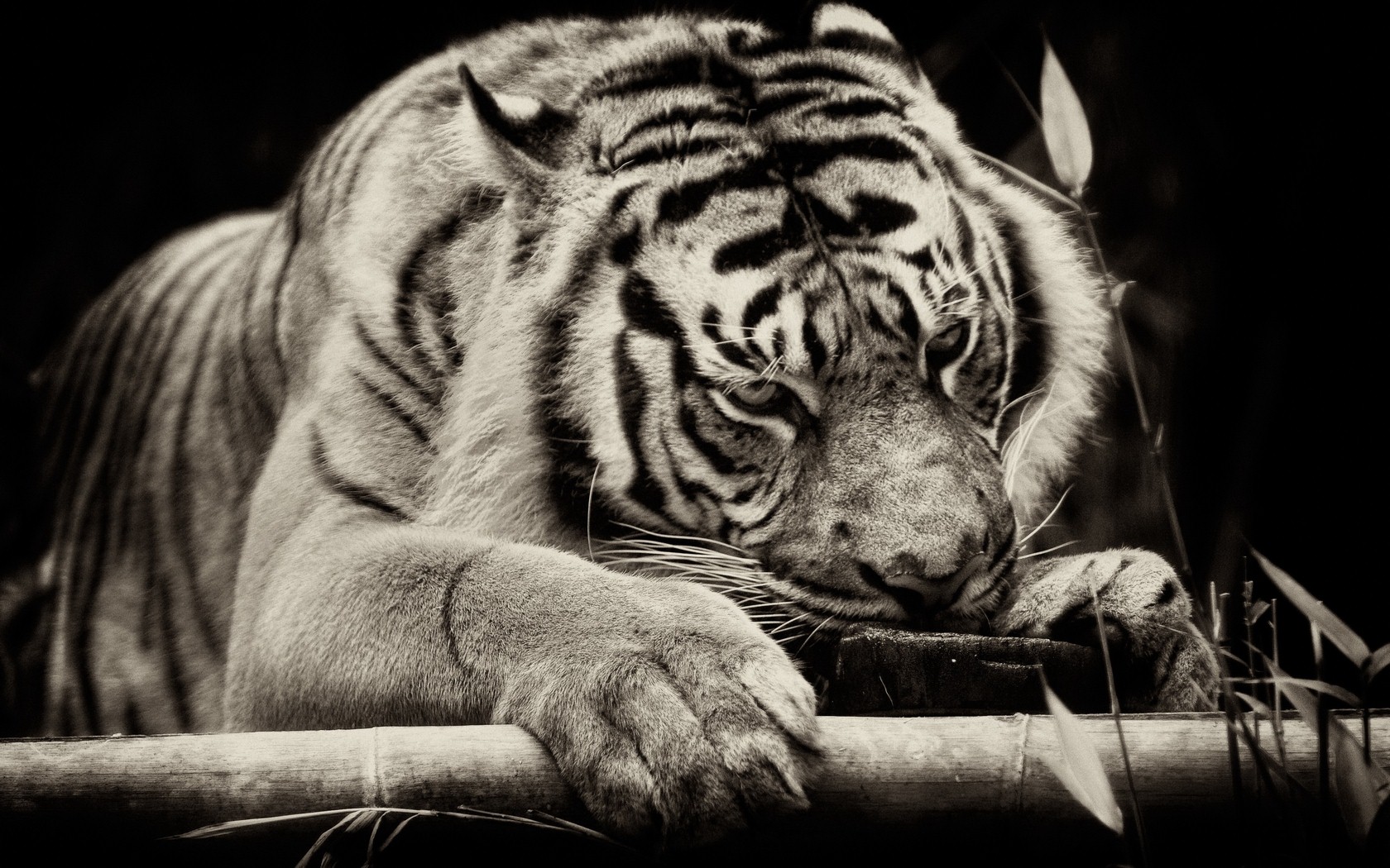 Image Animal Tiger Sleeping In Black Background HD Photojpg