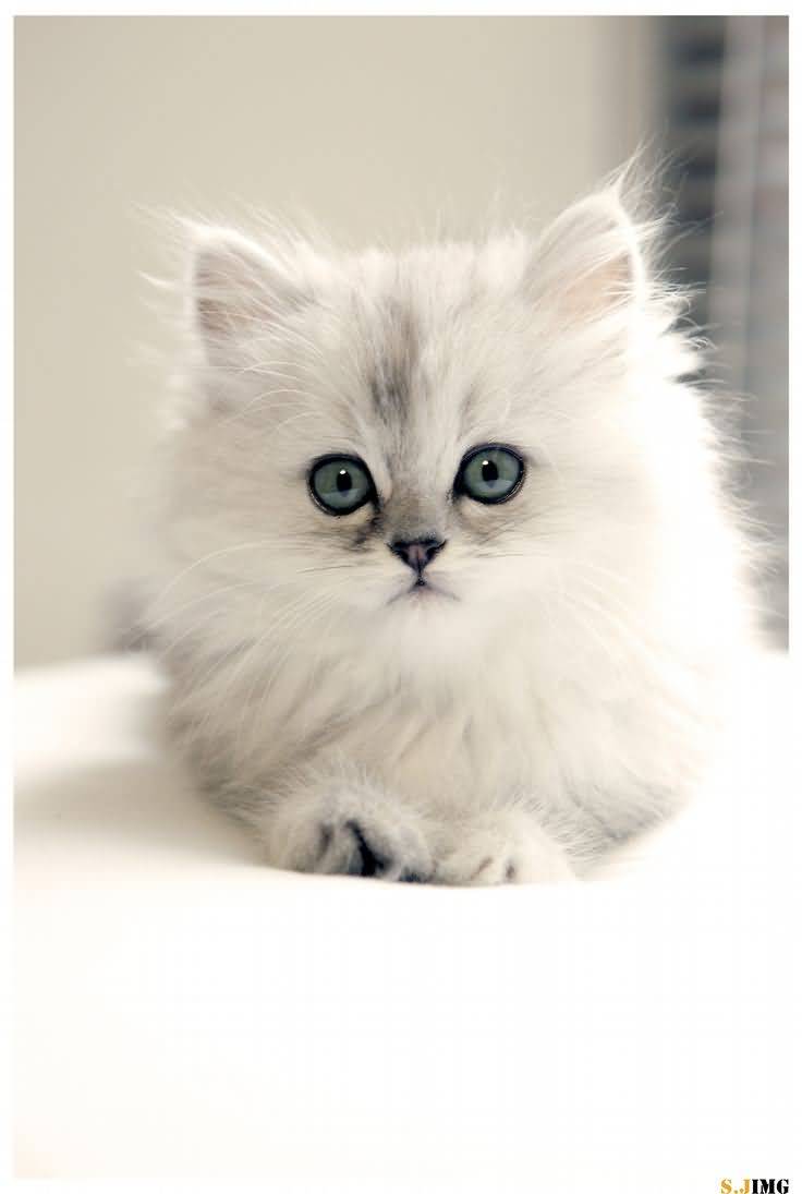 Image - Cute-White-Teacup-Persian-Cat-With-Blue-Eyes.jpg | Animal ... Image - Cute-White-Teacup-Persian-Cat-With-Blue-Eyes.jpg | Animal ...