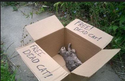Image Free dead cat jpg Animal Jam Clans Wiki FANDOM Image Free dead cat jpg Animal Jam Clans Wiki FANDOM