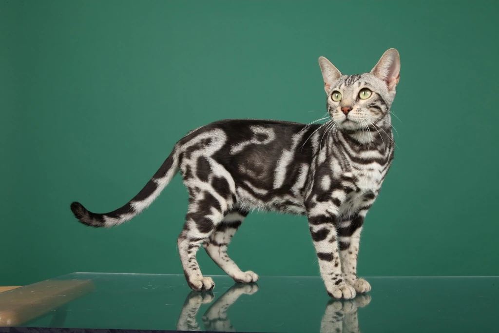 Image - Silver-Marble-Bengal-Cat-Kitten-Pictures.jpg | Animal Jam Clans